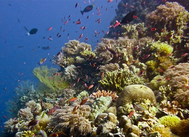 Pristine Tubbataha Reef under threat from grounding of USS Guardian ...