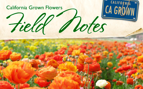 Field Notes