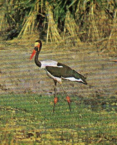 Pg4-3, SADDLEBILL.