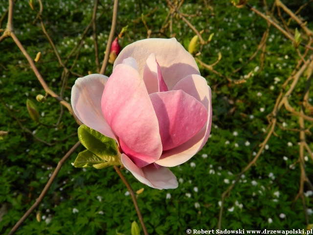 magnolia pośrednia Rustica Rubra