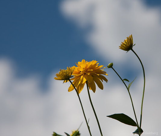 yellow flowers, blue sky