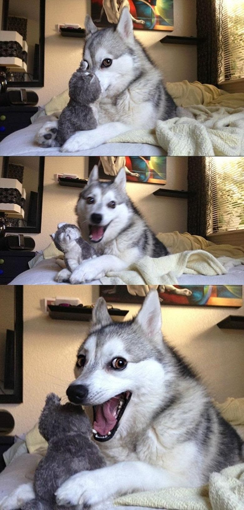 25 well, very surprised dogs
