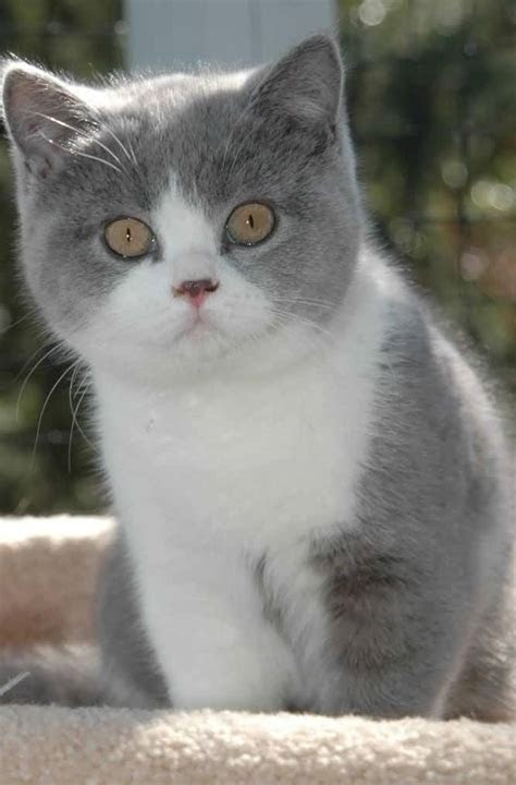 British Shorthair Cinnamon Kitten Breeders - British Shorthair