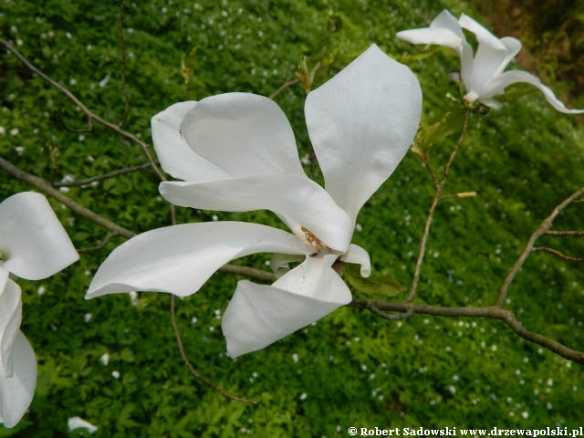 magnolia wierzbolistna