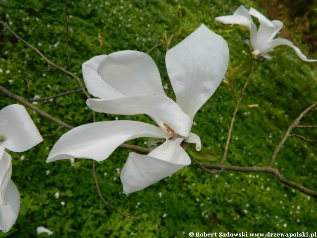 magnolia wierzbolistna magnolia wierzbolistna