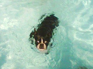 sophiaswimming