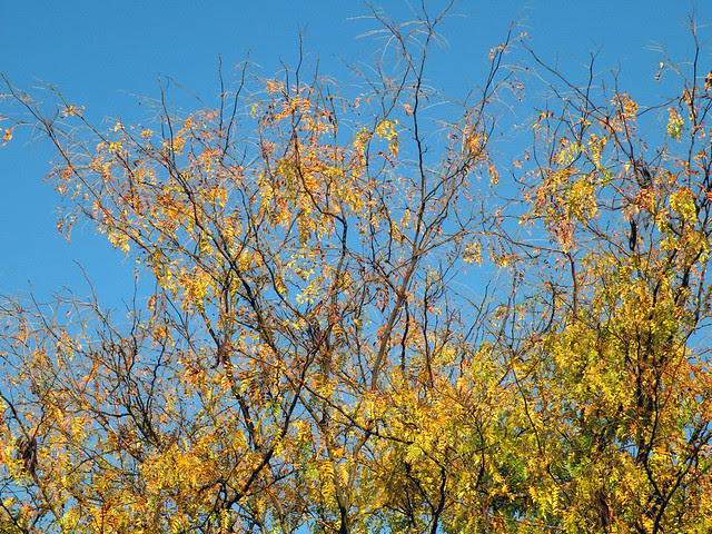 Autumn Tree