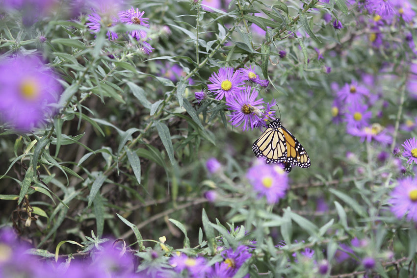 butterfly3