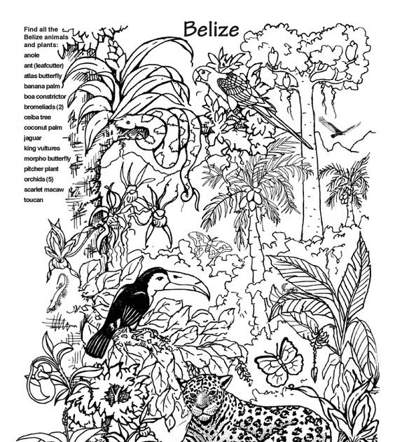 animal habitat coloring pages Google Search 1st Grade Art lesson ideas