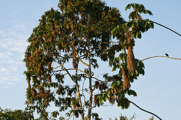Yellow-rumped Cacique Nesting Tree