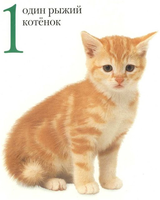 http://img0.liveinternet.ru/images/attach/c/5/89/75/89075584_large_4979214_1076bed6c8f5.jpg