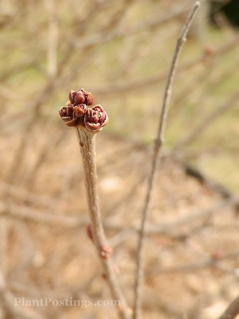 lilacbud