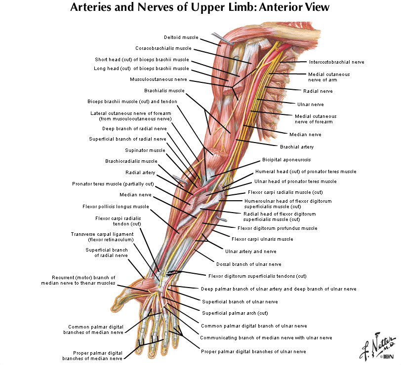 Muscle Diagram Under Arm Blogger Lagi