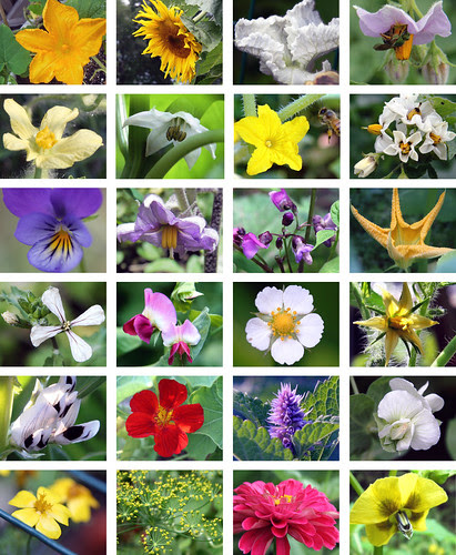 flowers