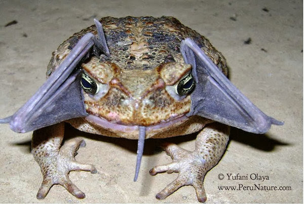 perierga.gr - Απίστευτο! Τι έχει ο βάτραχος στο στόμα του;