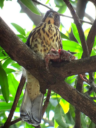 鳳頭蒼鷹/無限台南