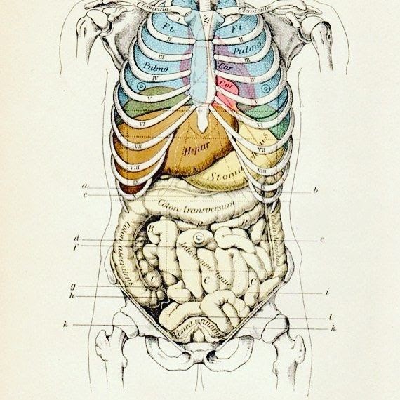 Organs Within Ribcage What Organs Are Located On The Left Side Of