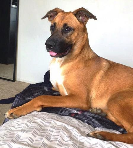 Boxer German Shepherd Mix Puppies / Best 32 German Shepherd Mixes A To