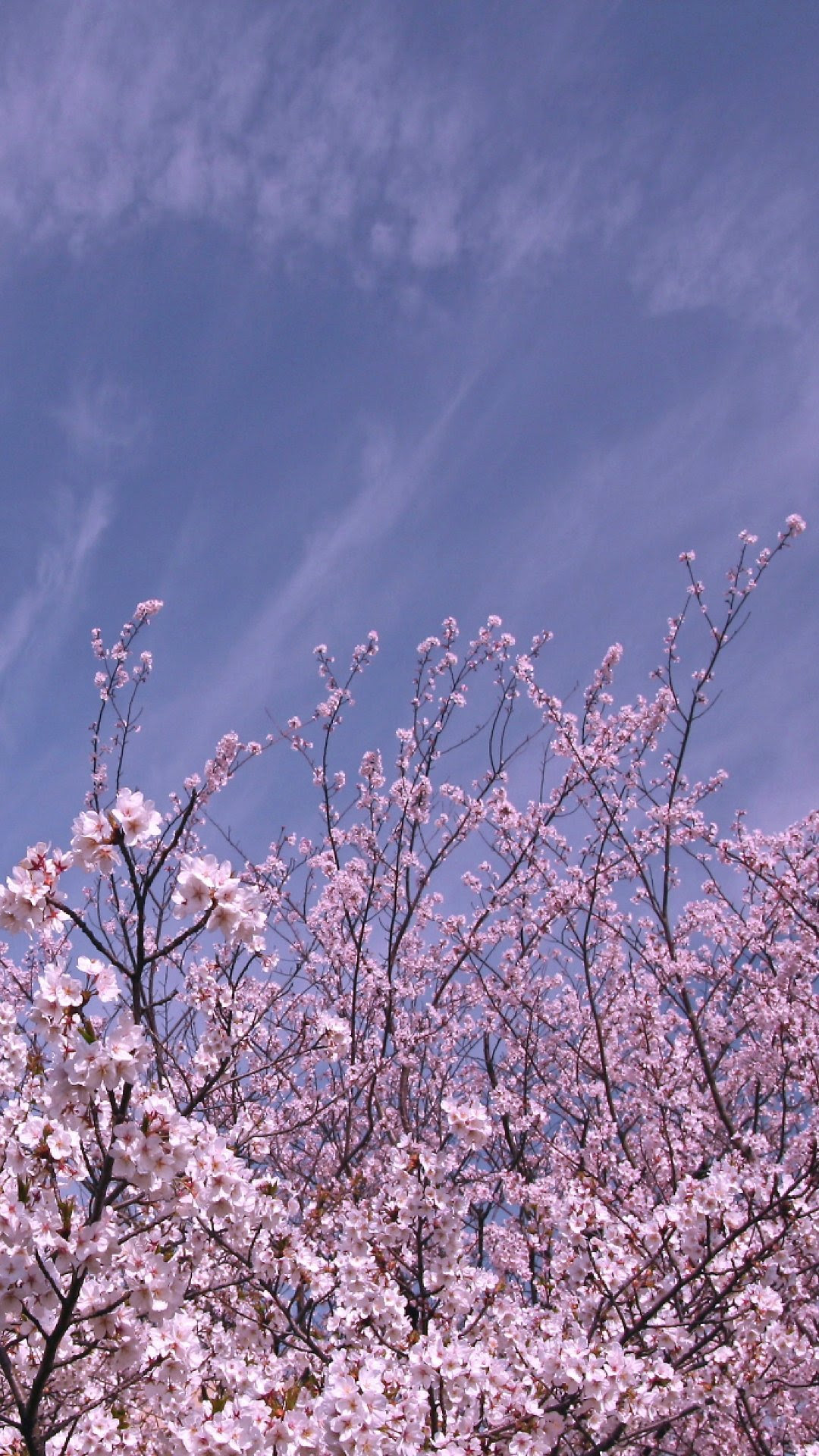 サクラ おしゃれ スマホ 壁紙 桜 Gambarsaenqx