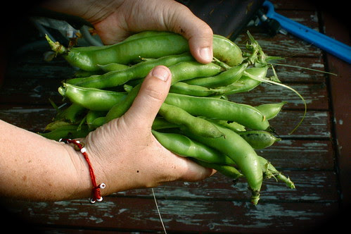 i grew these fava beans