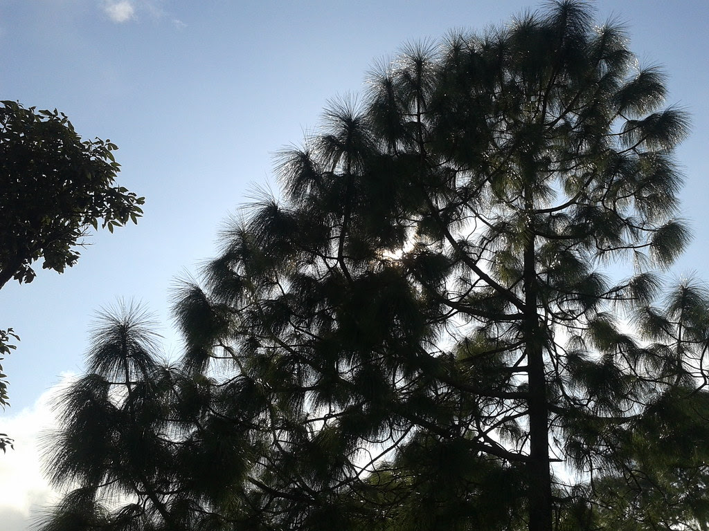beautiful chir pine tree, Lansdowne