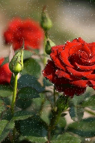 Красные кусты роз