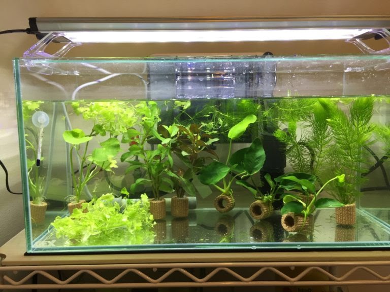 無料ダウンロード 水槽レイアウト メダカ 鉢 おしゃれ 238315 Blogjpmbahembch