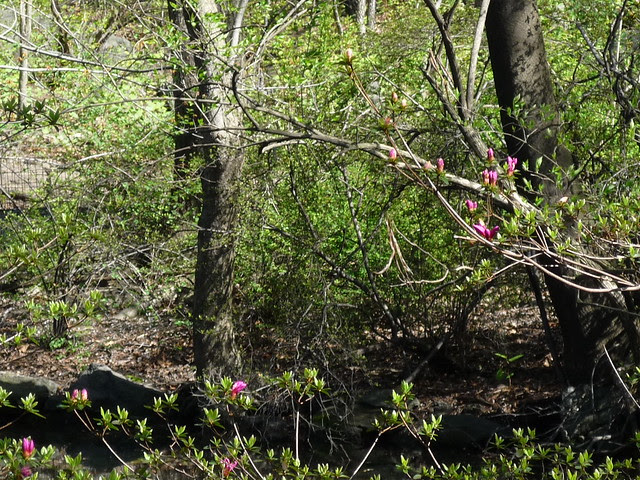 From a Spring Walk in Central Park