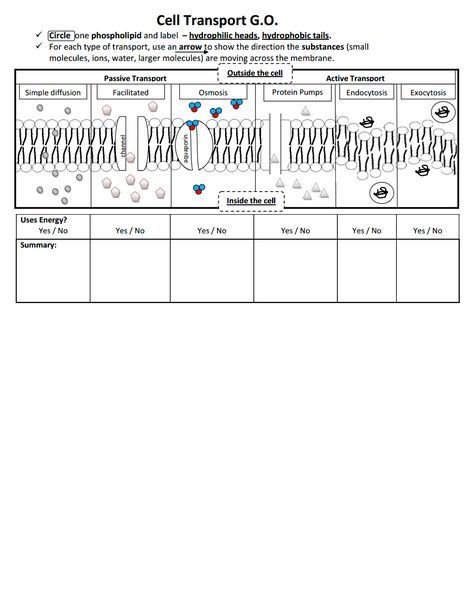 Cellular Transport Worksheet Pdf - Tuts Misfit