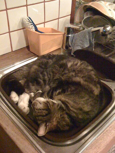 Morris in the washing-up sink