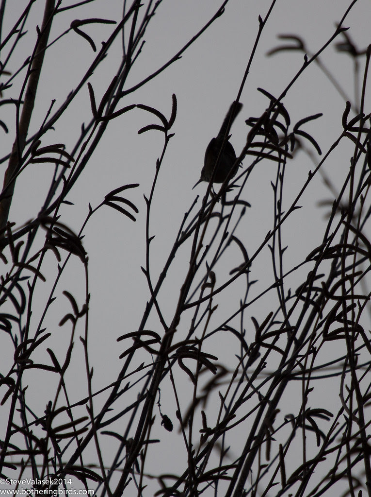 Bewick's Wren