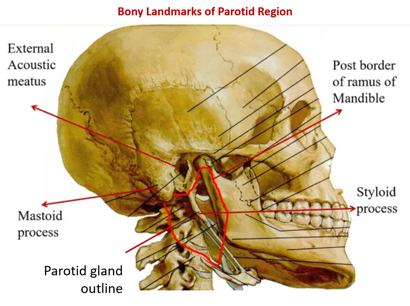 In The Diagram Where Is The Mastoid Process - Drivenhelios