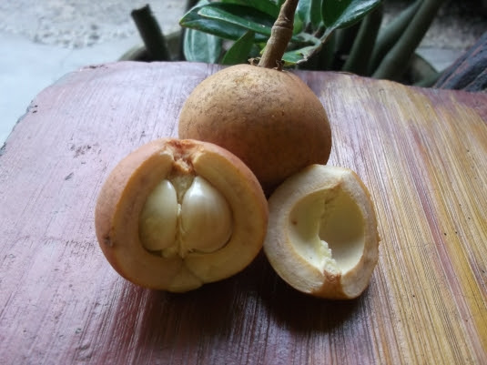 buah tampoi