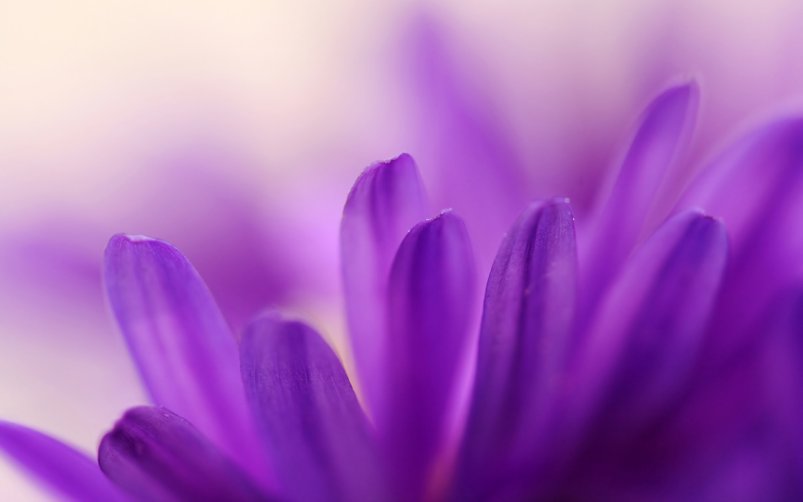 flowers, Macro, Nature, Purple Flowers Wallpapers HD ...