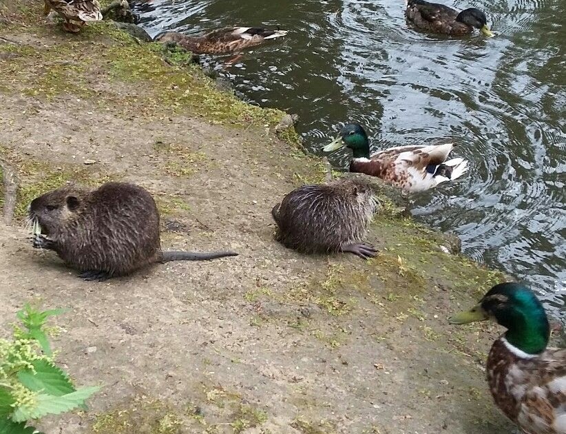 Ma dai! 35+ Fatti su Nutria Rattenähnliches Tier Im Garten
