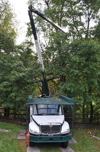 TreeGuys.jpg