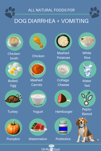 how-to-treat-a-dog-s-upset-stomach