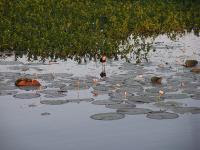 Free Image Hosting at www.ImageShack.us