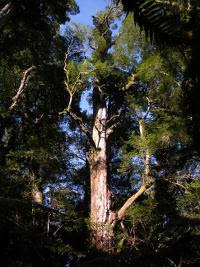 Free Image Hosting at www.ImageShack.us