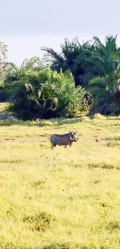 Warthog