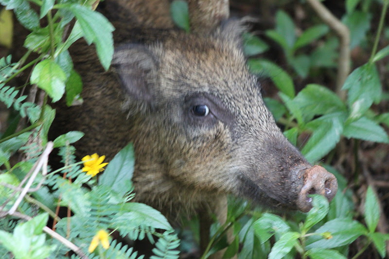 The World's Dangerous Animal: The World's Dangerous Animal In Japan