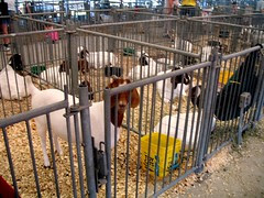 goats