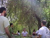 Willow Tree Meditations