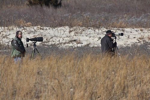 Photographers who approached too close to the Breezy Point Tip Snowy Owl.