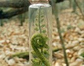 Forest Floor Fern Vial Necklace - FrolicInTheForest Forest Floor Fern Vial Necklace - FrolicInTheForest