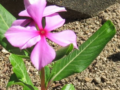 驚くばかりピンク 花 名前 すべての美しい花の画像