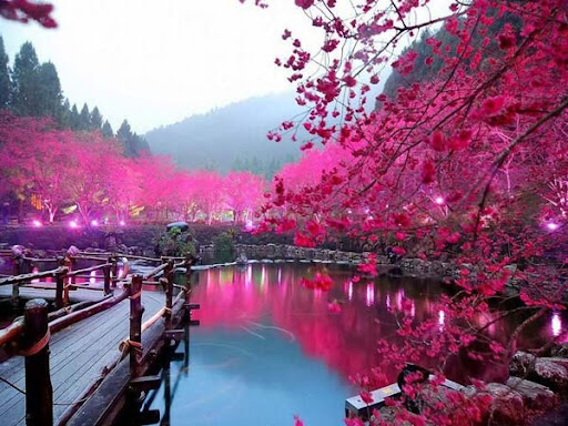 Lake Sacura: Η εκπληκτική λίμνη με τις κερασιές!