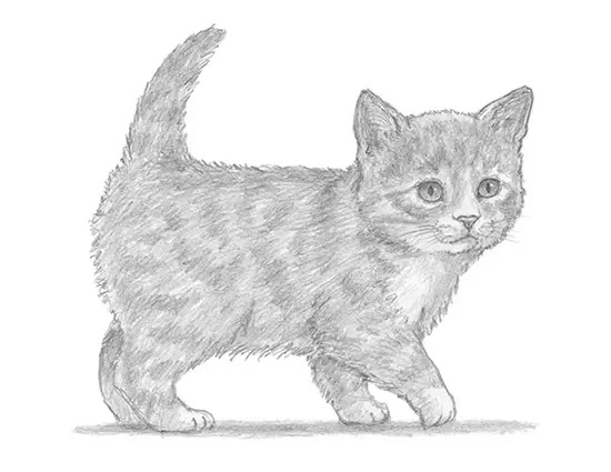 Featured image of post Realistic Cat Walking Drawing This will show off the anatomy of the animal and make for a nice clearer demonstration of the drawing process