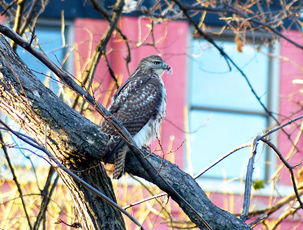 Red tail with beak injury