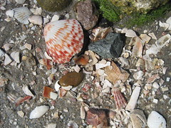 Sand and Shells